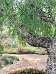 Hiking trail in Rancho Santa Margarita